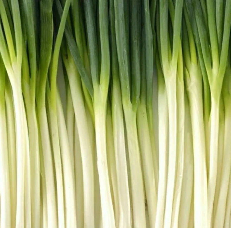 Tokyo Long White Bunching Onion Seeds - Allium fistulosum, Vegetable Garden, 200+ Seeds for Fresh Culinary Use