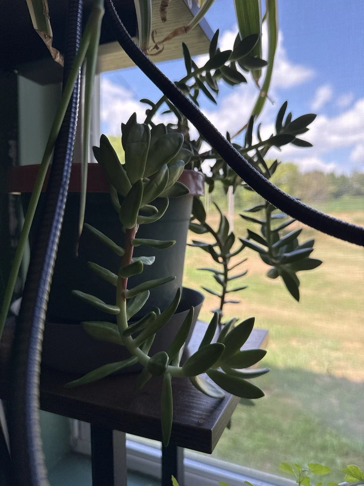 Succulent Leaves for Propagation - Pack of 4 Varieties - Indoor & Outdoor Gardening - Low-Growing, Rosette-Forming Plants