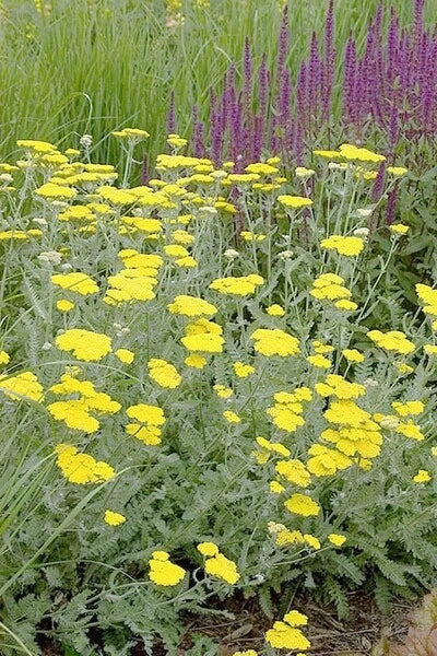 Yarrow Live Starter Plant - Moonshine Variety - Achillea millefolium - Perennial Herb for Garden, Borders, Pollinator Magnet