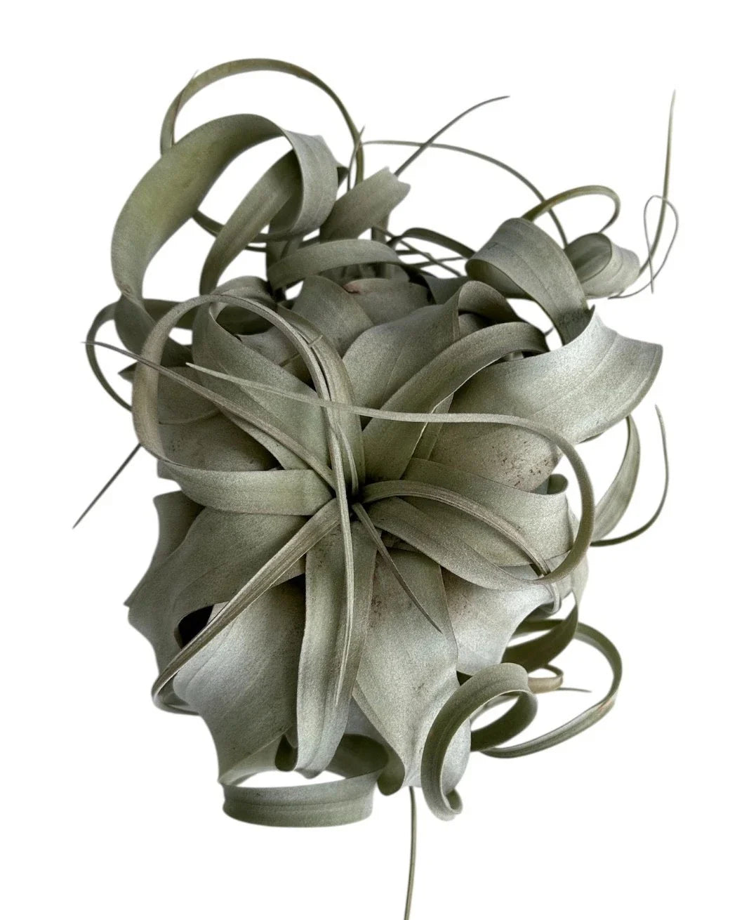 Xerographica Air Plant - Tillandsia xerographica - 3" to 9" Sizes, Unique Modern Decor, Low Maintenance Indoor Plant