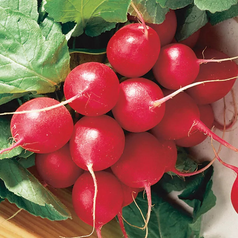 Cherry Belle Radish Seeds, Non-GMO, Fast Harvest, Round Roots, Raphanus sativus