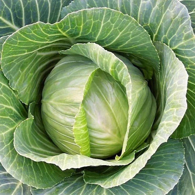 Brunswick Cabbage Seeds - Non-GMO Heirloom Savoy Brassica oleracea - 1000+ Pack for Home Garden & Sustainable Farming
