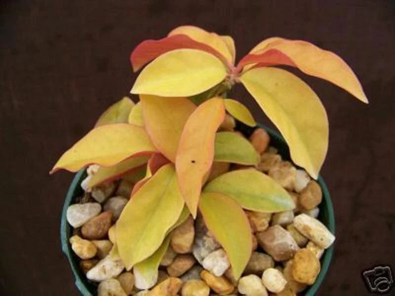 Rare Variegated Cactus Plant in 4" Pot - Pereskia aculeata 'Gold Variegated' - Unique Indoor Outdoor Succulent