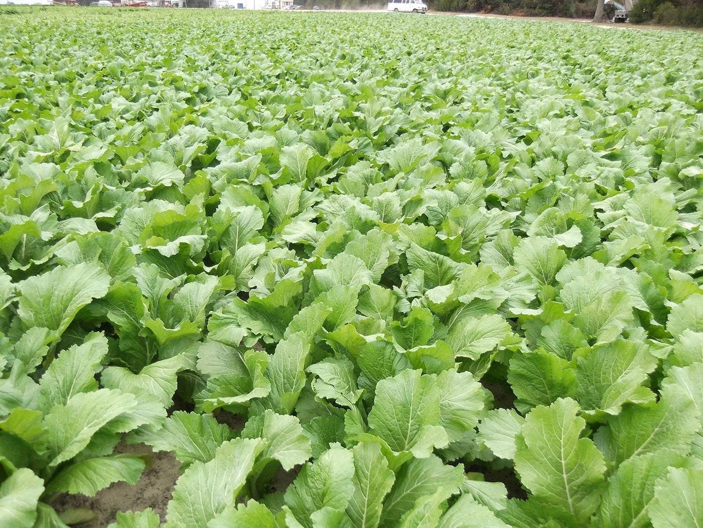 Florida Broadleaf Mustard Greens Seeds – Fast Growing, Heat & Cold Tolerant, Non-GMO Brassica juncea