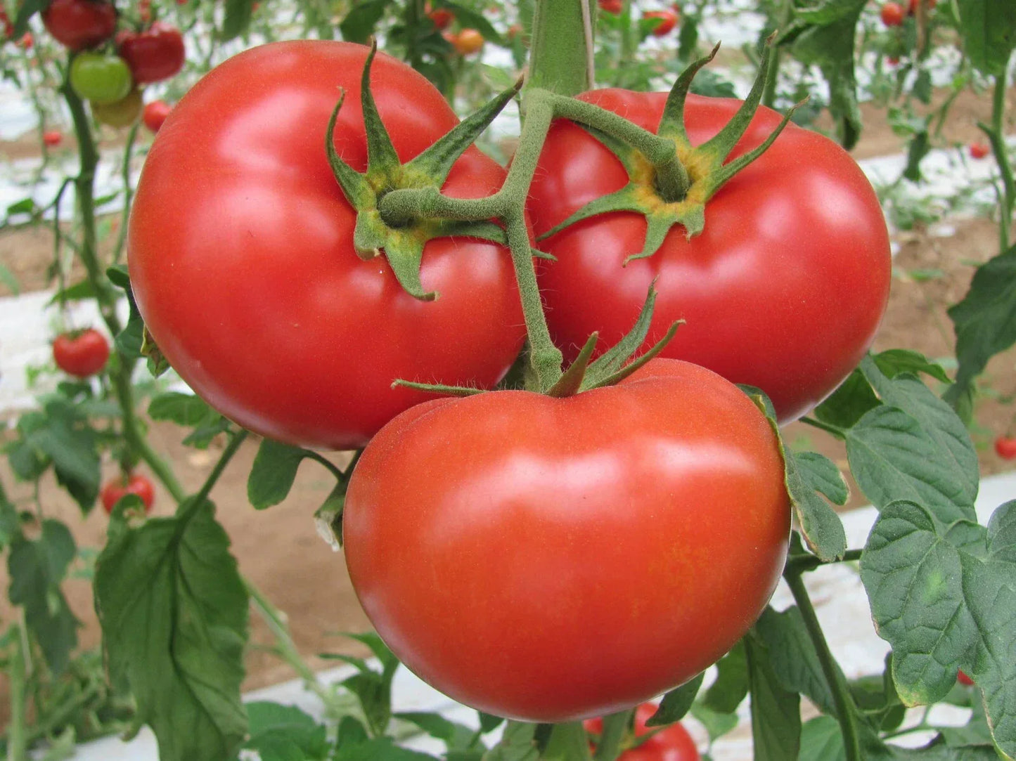 German Johnson Pink/Red Beefsteak Tomato Seeds - 25 Heirloom Organic Seeds