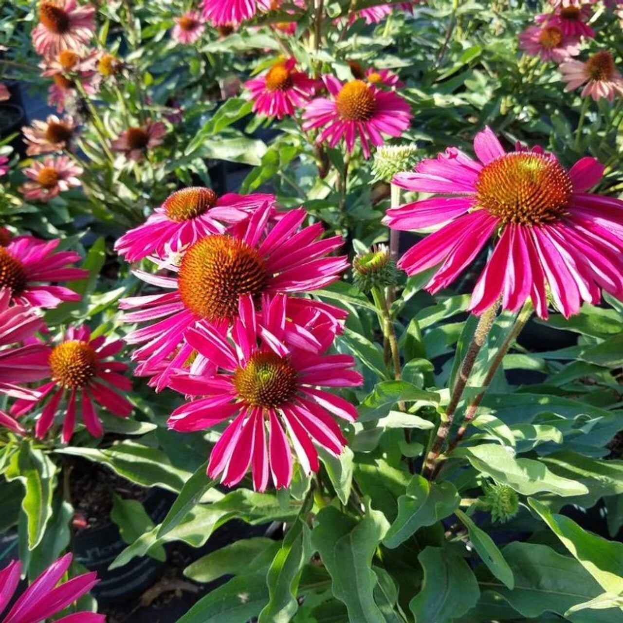 Kissmet Raspberry Coneflower Seeds - Echinacea purpurea Perennial Flower, Vibrant Pink Blooms, Butterfly & Bee Attractant, 50 Seeds