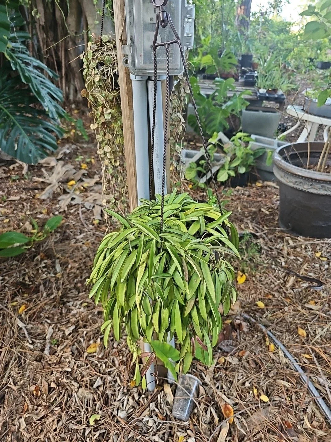 Large Hoya Wayetii Plant in 8-Inch Hanging Basket, Wax Plant with Green Foliage, Trailing Indoor/Outdoor Decor, Hoya wayetii