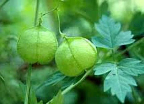 Balloon Vine Seeds - Love in a Puff Vine Cardiospermum halicacabum - 20 Seeds
