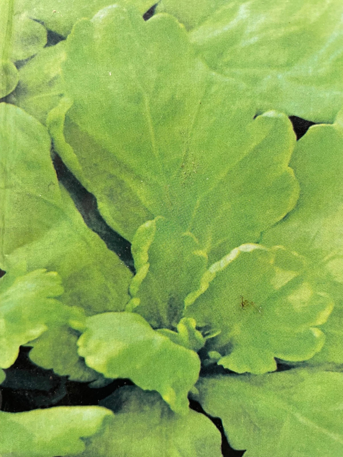 Shungiku Seeds - 500+ Pack, Edible Chrysanthemum, Tong Ho, Tan Ngo, Cai Cuc, Chrysanthemum coronarium, Culinary Herb
