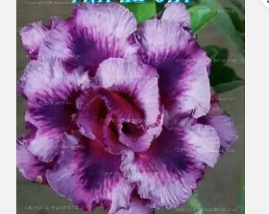 Desert Rose Plant Small Rooted Seedling Adenium Obesum Triple OIA Variety 4-6 Inches