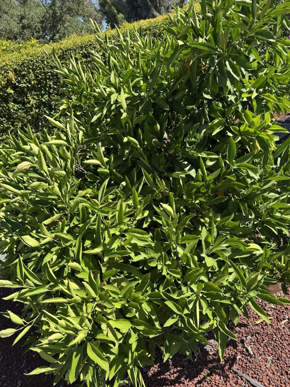 Owari Satsuma Mandarin Cuttings - 6 Un-rooted Citrus reticulata Fruit Tree Propagation for Home Garden