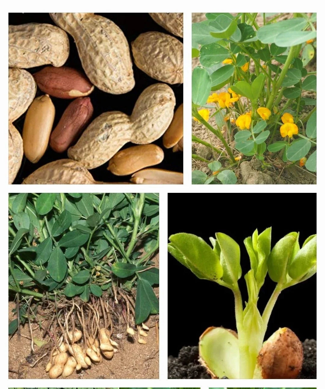 Garden Peanut Seeds - 25+ Heirloom Arachis hypogaea Groundnut for Home Gardening, Non-GMO, USA Grown