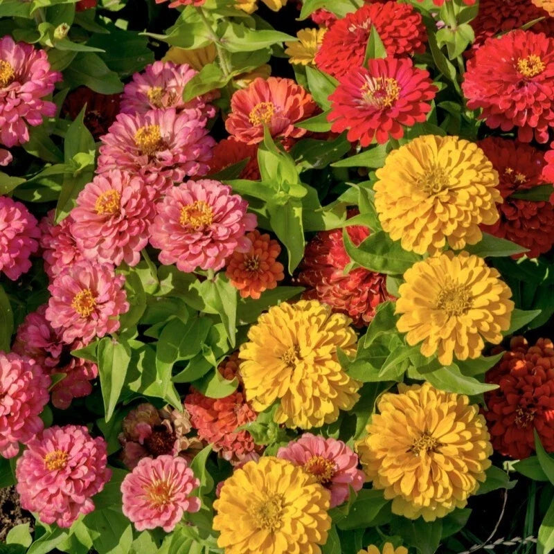 Sunbow Mix Zinnia Seeds - 100+ Pack, Colorful Annual Flowers, Zinnia elegans, Garden Planting, Butterfly & Bee Attractant