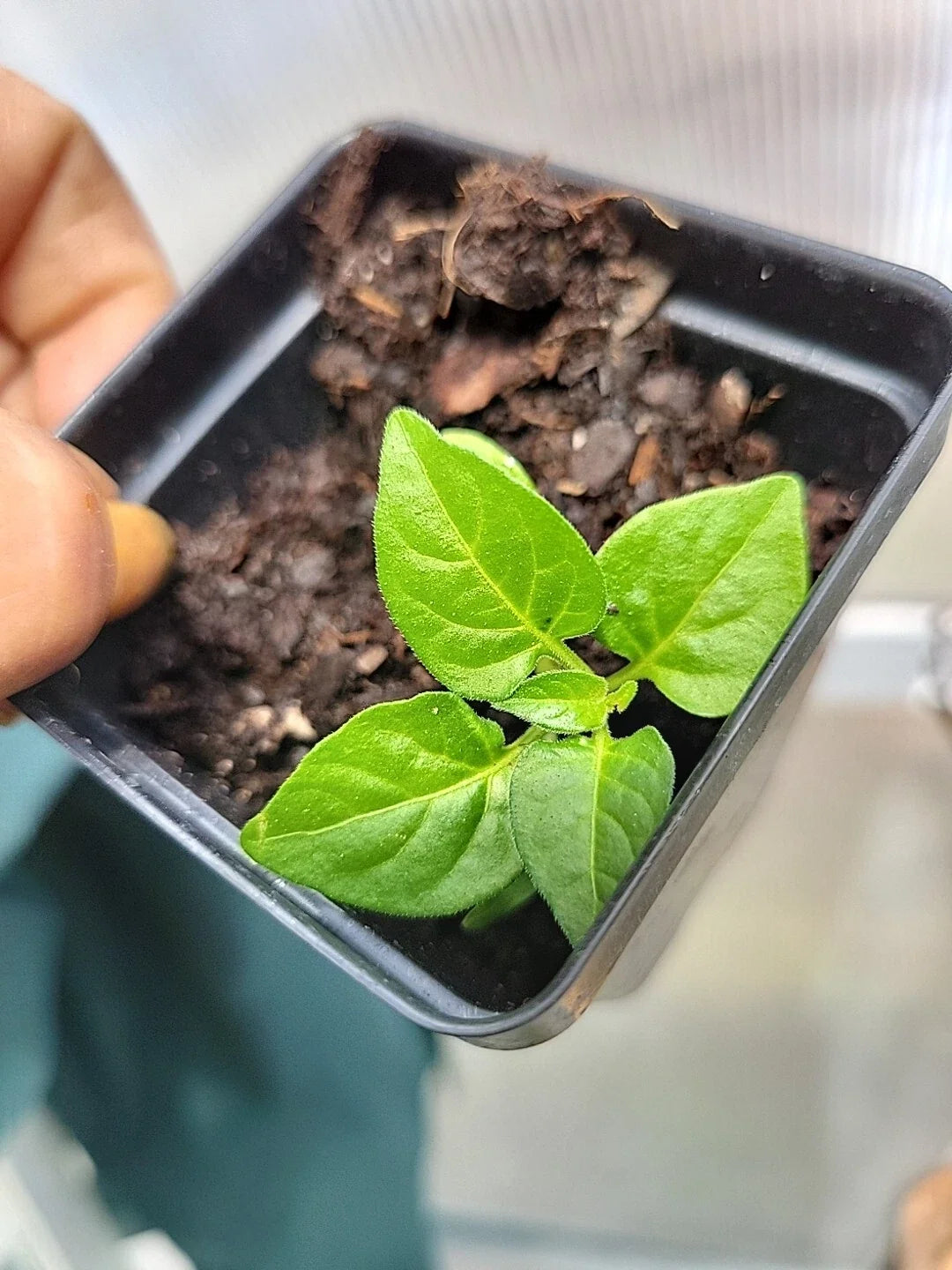 Live Organic Tabasco Pepper Plant - 4-Inch Pot, Capsicum frutescens, Fresh Red Peppers, Culinary & Ornamental