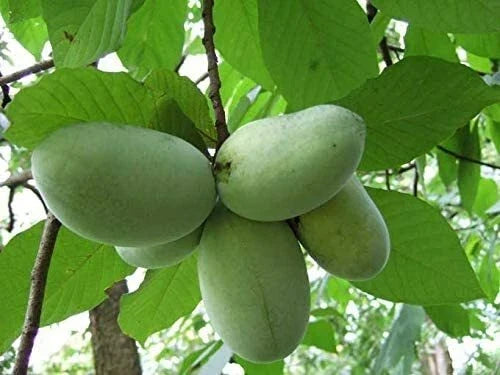 North American Paw Paw Tree Seeds - Asimina triloba - Tropical Fruit Garden Plant - 5 Pack