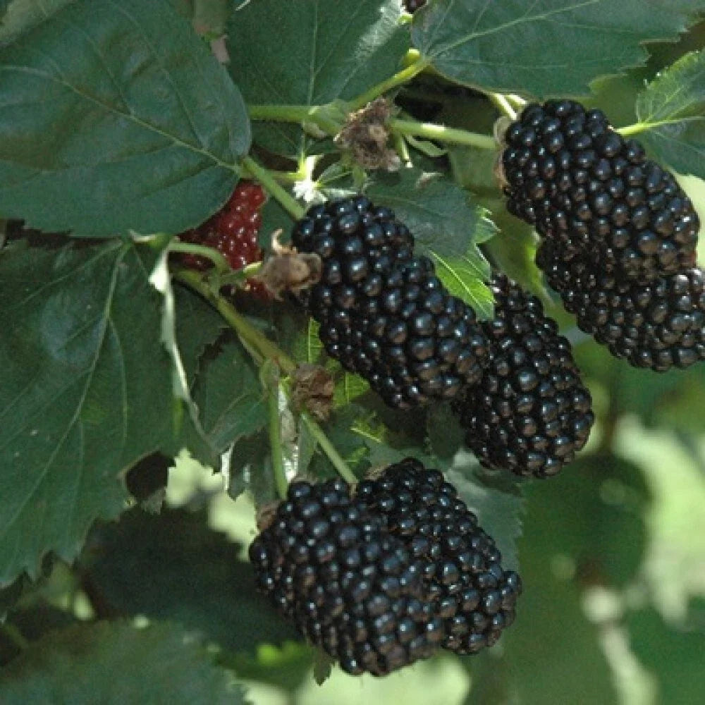 Prime-Ark Freedom Floricane Blackberry Plant Plug – 2-4 Inch Rubus fruticosus Berry Bush for Garden, Container, or Raised Bed