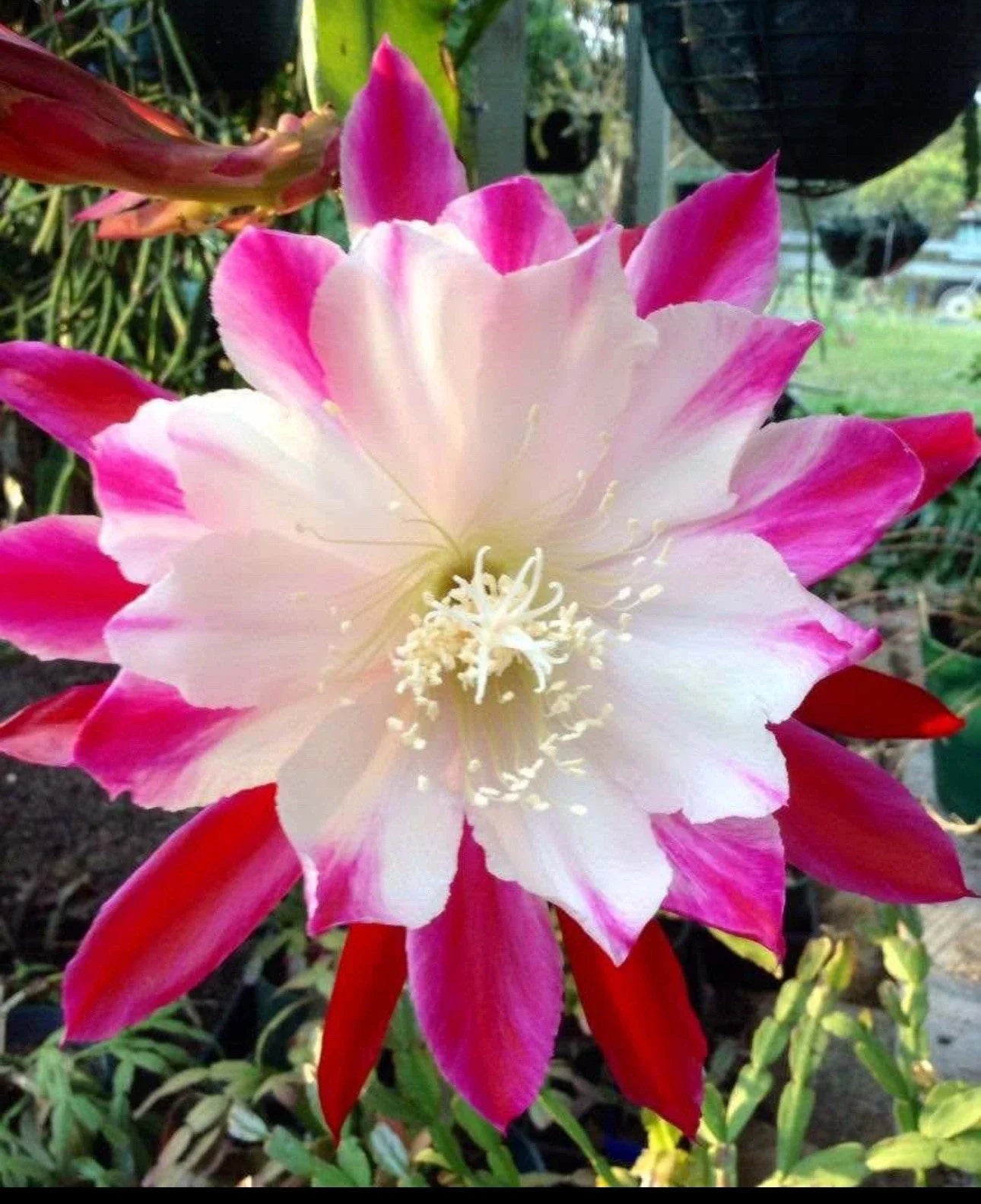 Epiphyllum Orchid Cuttings Starter Plant - Rooted Epiphyllum spp. for Indoor & Outdoor Gardens