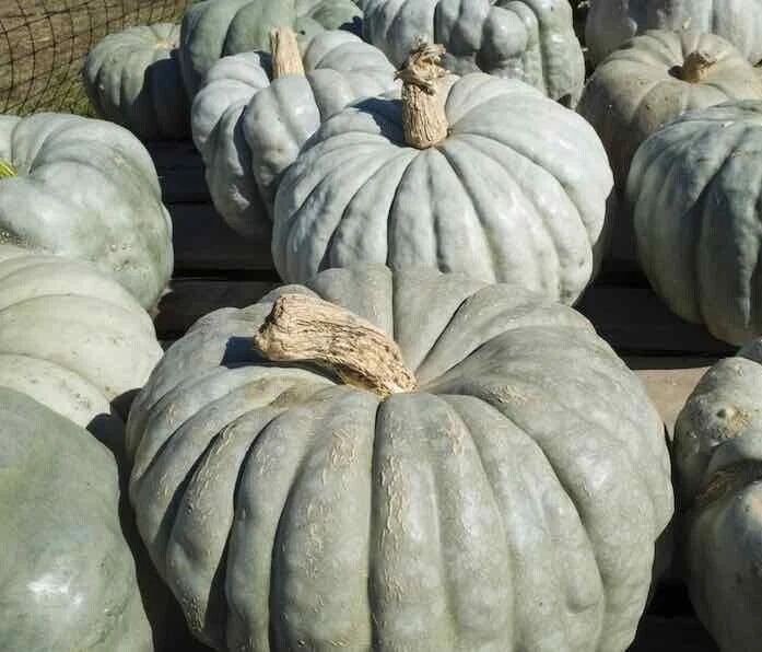 Jarrahdale Pumpkin Seeds - 20 Large Green/Gray Seeds | Cucurbita maxima