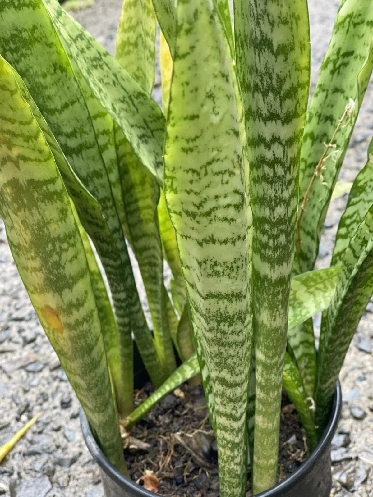 Sansevieria trifasciata Leaf Cuttings – Organic Hawaii Grown Snake Plant Propagation Starter Set