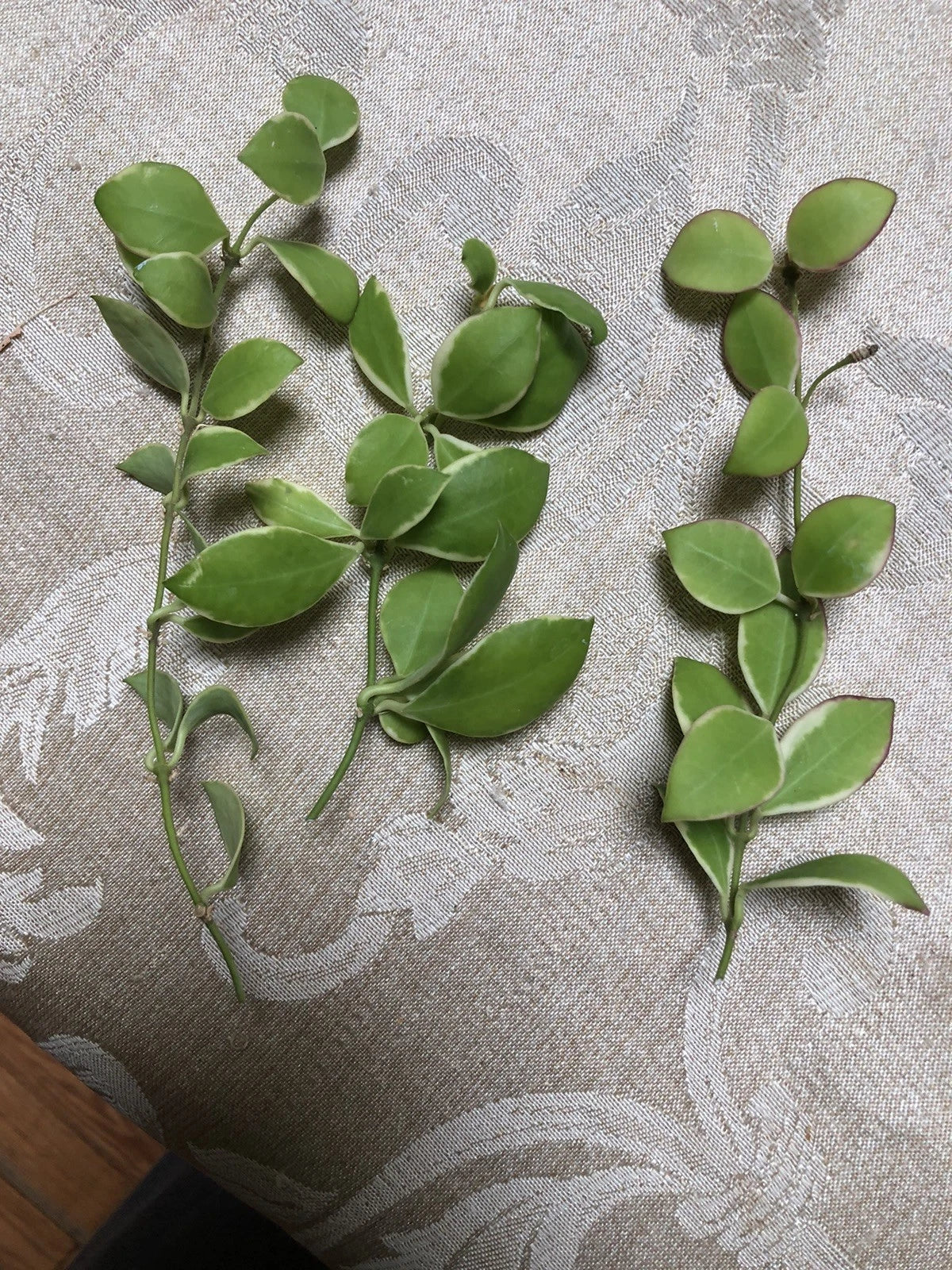 Hoya Heuschkeliana Variegated Plant Cutting | Indoor Tropical Foliage | Unique Trailing Vine | Hoya heuschkeliana