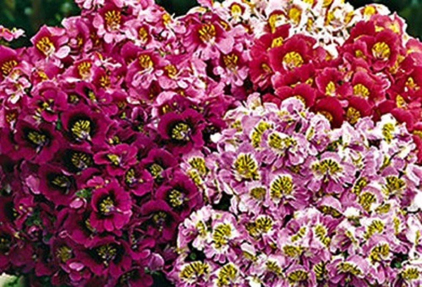 Butterfly Flower Seeds - Angel Wings Mix - 100+ Non-GMO Seeds for Pollinators & Gardens - Vibrant Blooming Plants