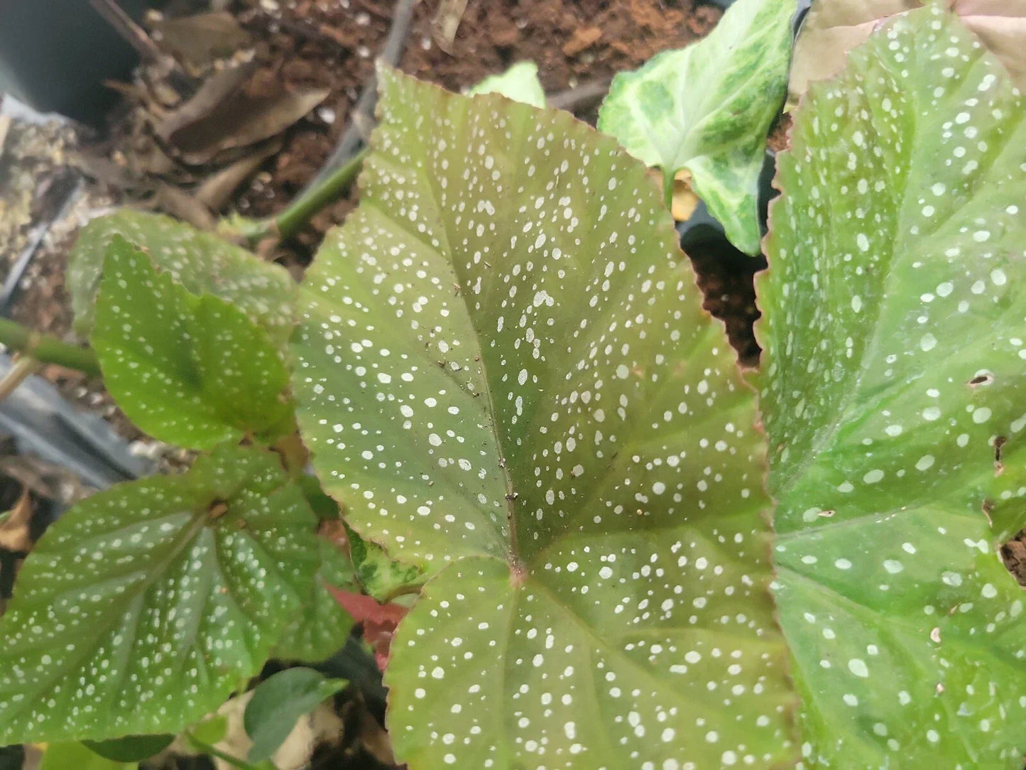 Begonia 'Ala de Angel' Medium Size Red Pink Plant - Begonia x tuberhybrida