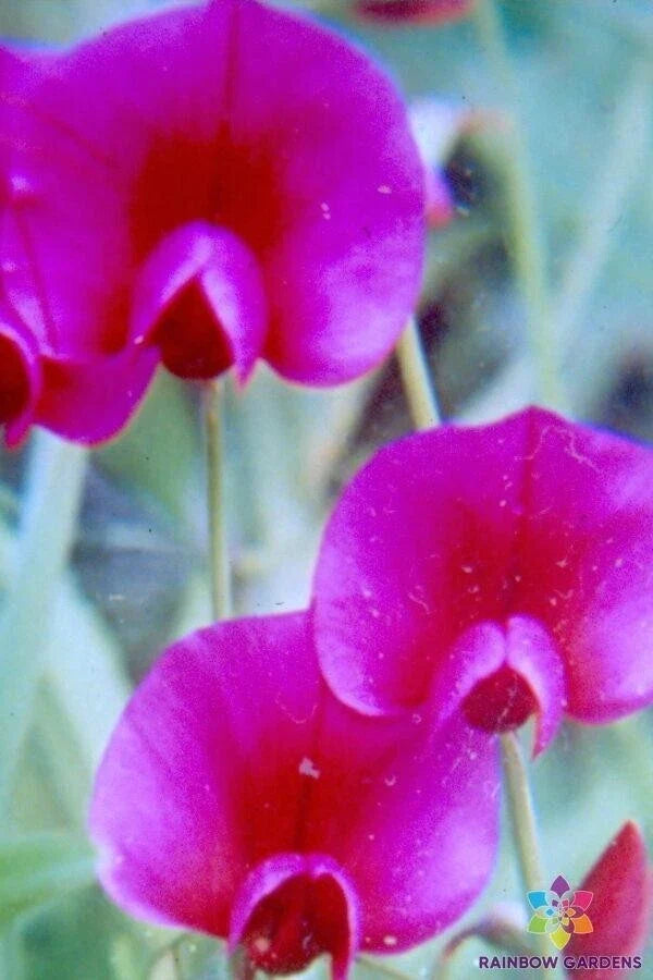 Lathyrus tingitanus Annual Sweet Pea Seeds - Climbing Vine, Vibrant Flowers, Fragrant Blooms, Garden Seeds, USA Grown, 50+ Pack