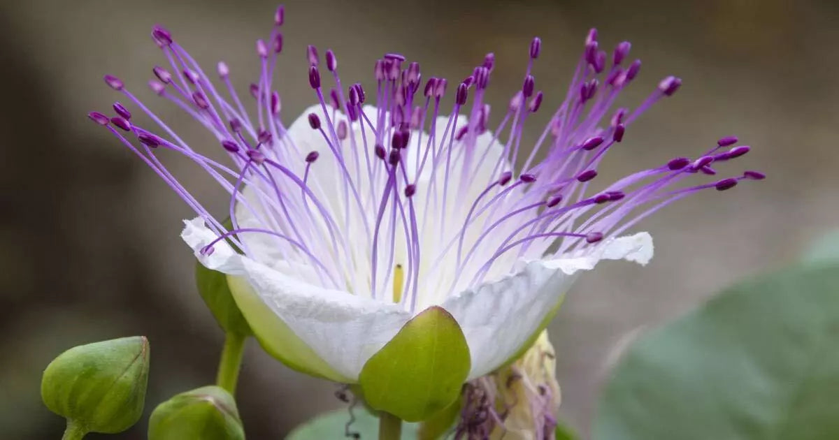 Caper Bush Seeds - 20 Pack - Culinary & Medicinal Herb - Capparis Spinosa - Perennial Shrub for Garden or Container