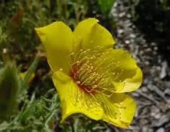 Yellow Blazing Star Seeds - 100 Fresh Mentzelia lindleyi Wildflower Seeds for Pollinators & Drought Tolerance