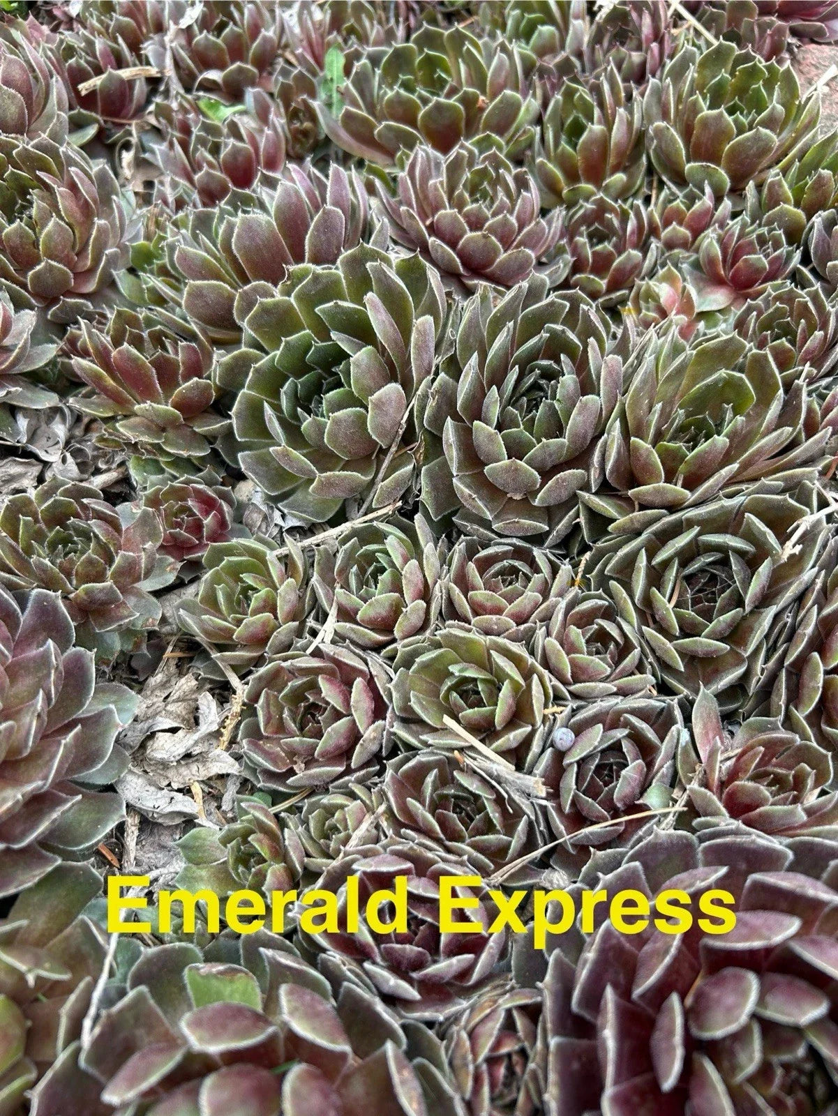 Emerald Express Hens and Chicks Succulents – 10 Live Hardy Sempervivum Plants for Zones 4-8, Garden and Pot Decor