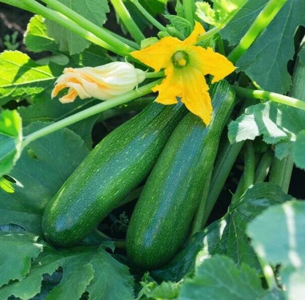 Black Beauty Squash Seeds – 20 Premium Cucurbita pepo Vegetable Seeds for Home Gardening