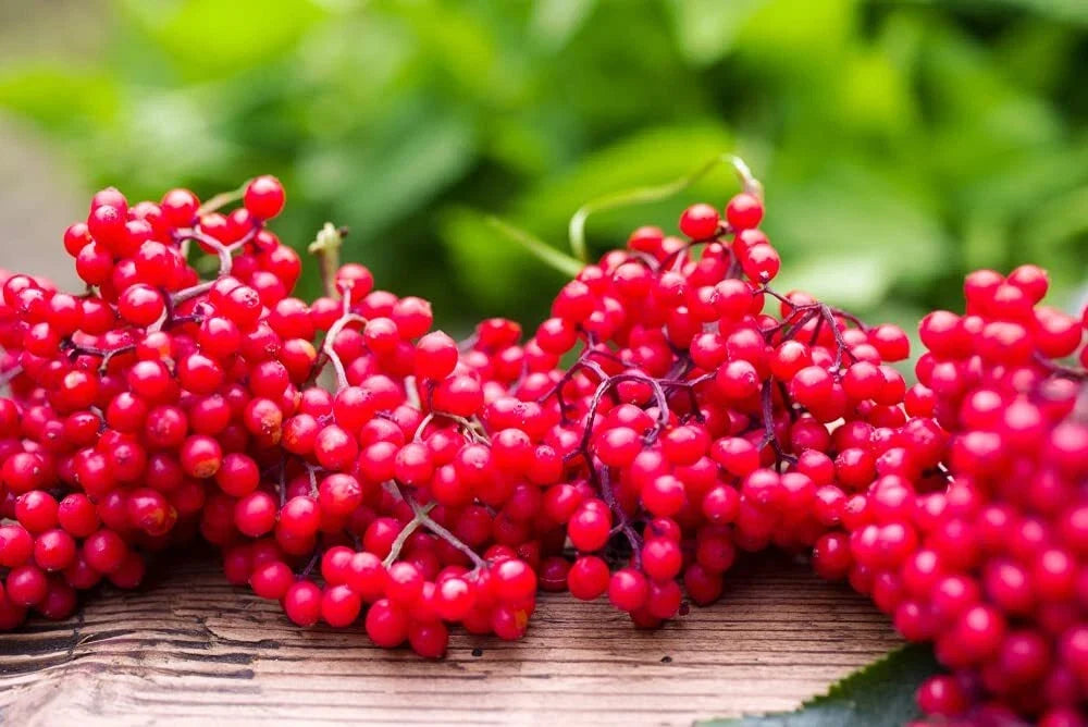 Red Elderberry Seeds - 50 Non-GMO Sambucus racemosa Planting Seeds for Garden