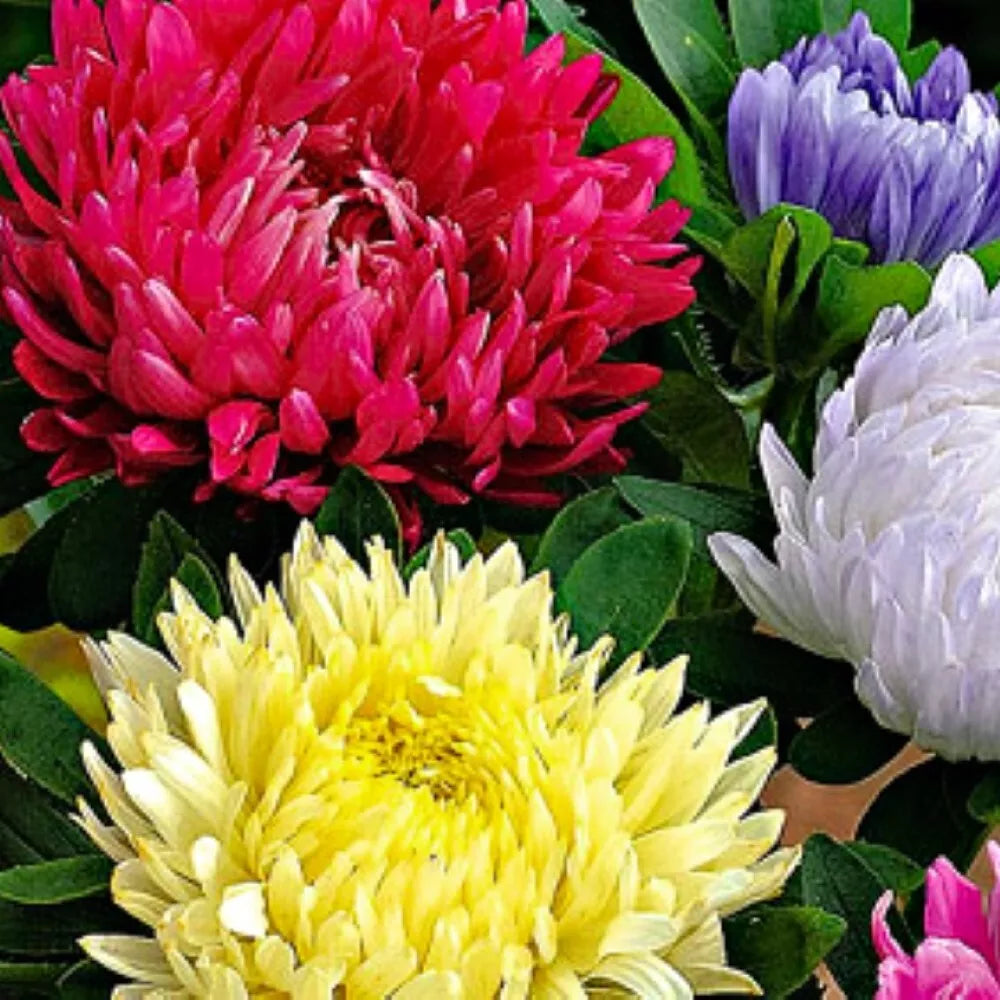 Powderpuff Mix Aster Seeds | NON-GMO Heirloom Flower Seeds | Aster spp.