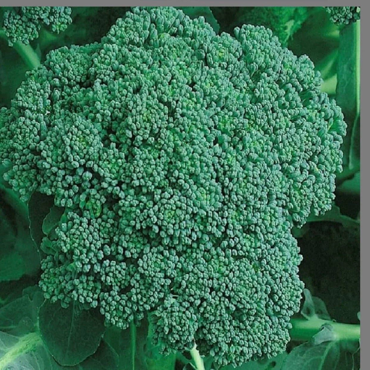 Broccoli Seeds - Organic Heirloom Non-GMO Brassica oleracea - 250+ Pack for Sprouting & Gardening