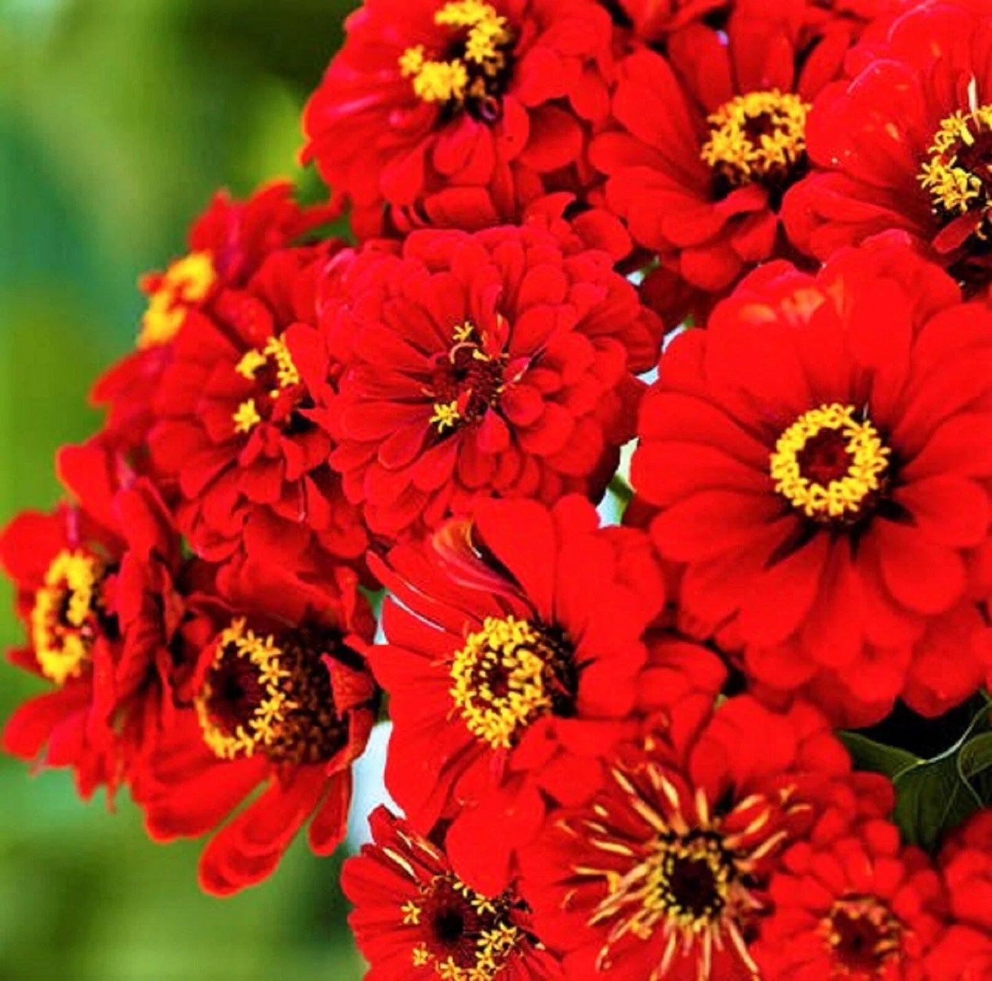 Zinnia Seeds Will Rogers Variety Non-GMO Pack of 100+ for Gardens, Cut Flowers, Pollinator Attracting Zinnia elegans