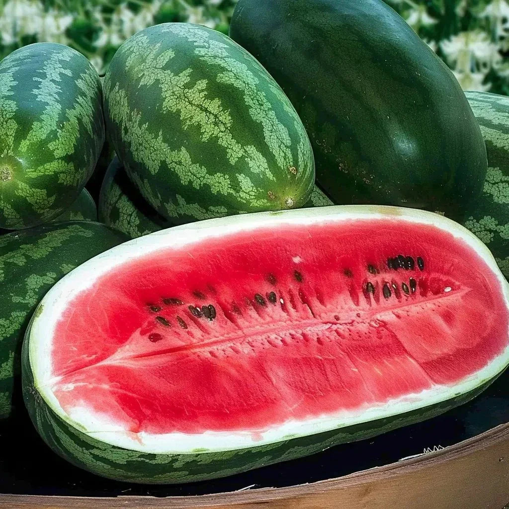 Congo Watermelon Seeds - 12 Pack Non-GMO Organic Heirloom Citrullus lanatus