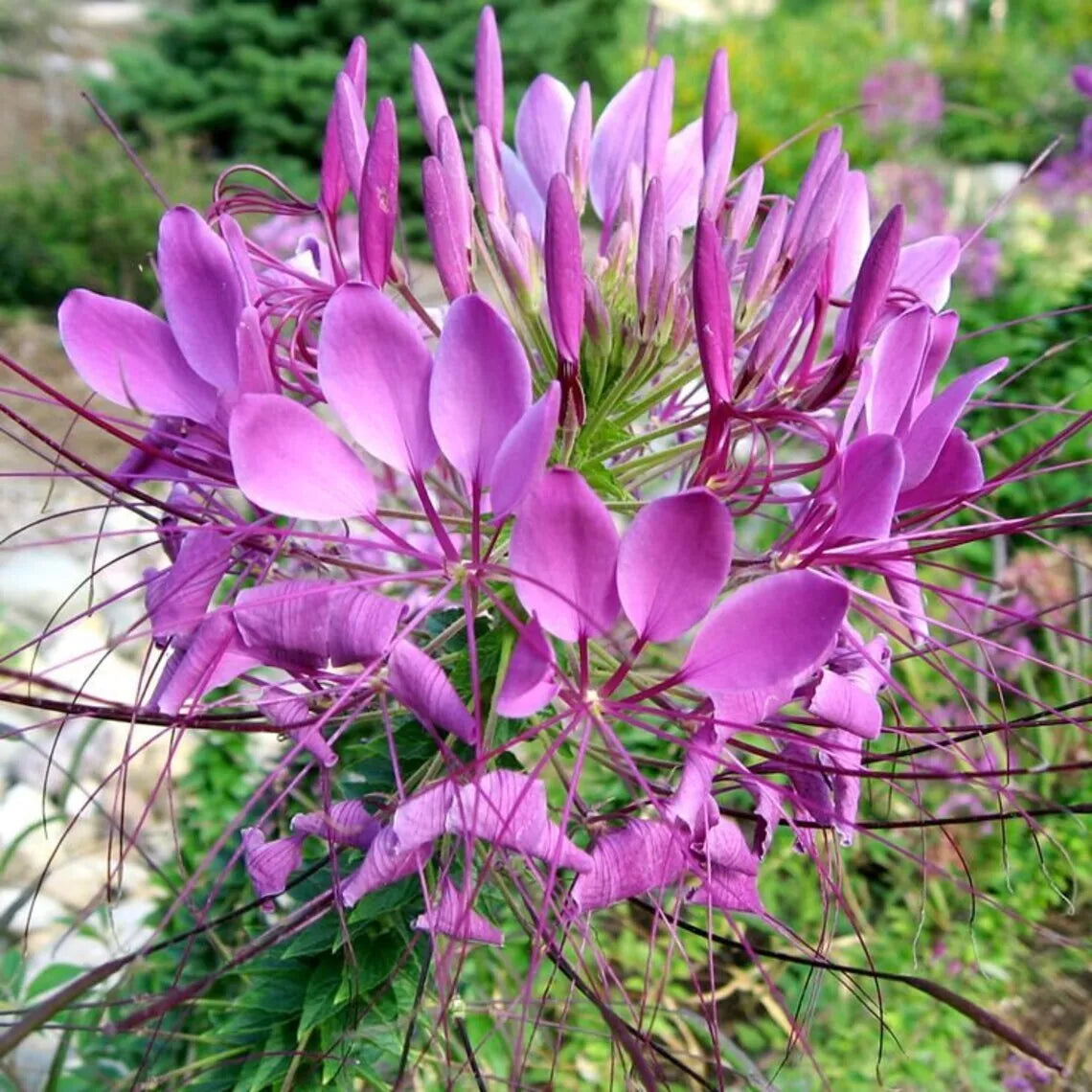 Lilac Spider Seeds - 100 Pack - Clome Spinosa Perennial Bee-Friendly Flower Seeds for Gardens and Borders