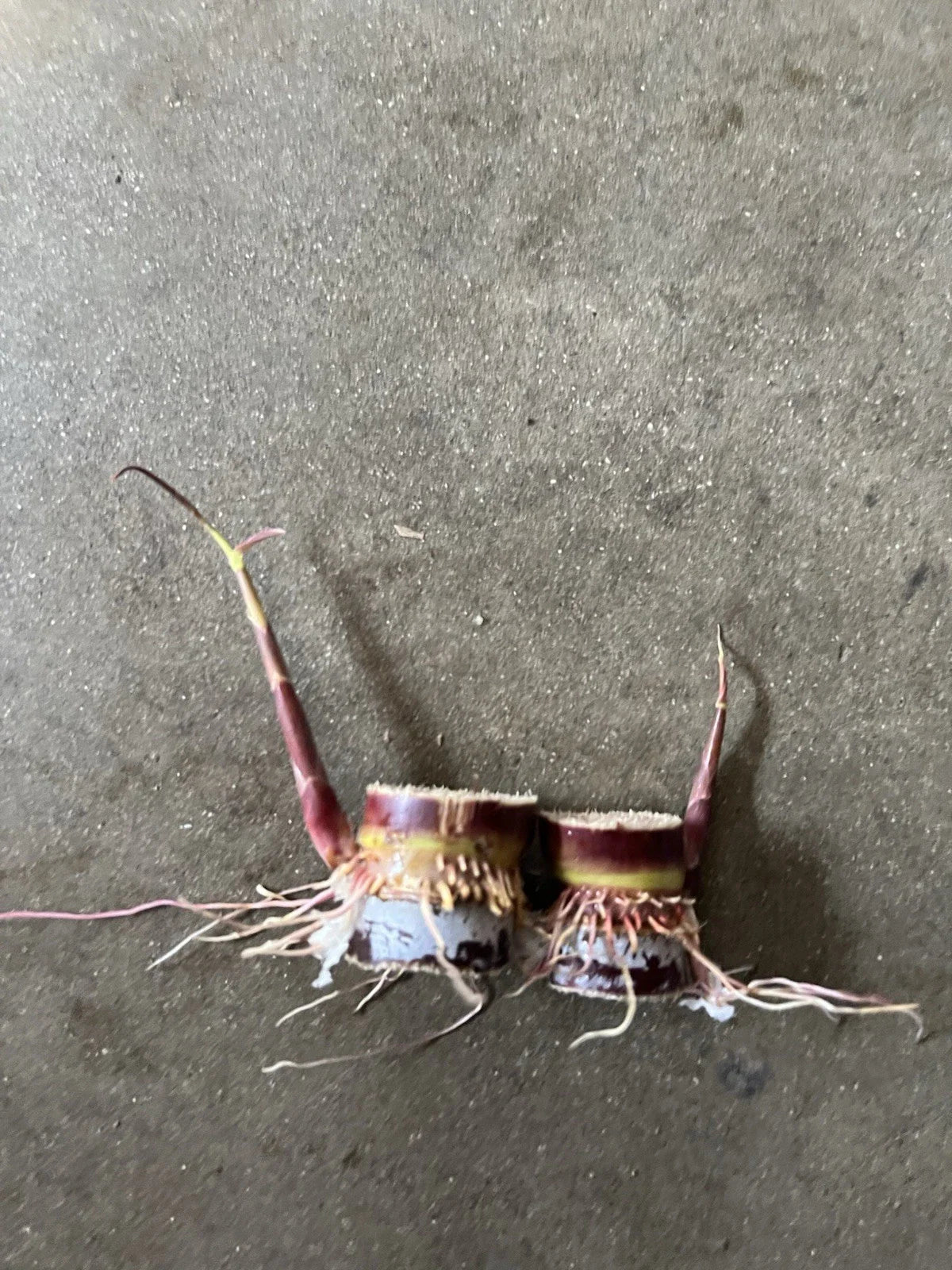 Rooted Dark Purple Sugarcane Cuttings - 2pcs Saccharum officinarum, Sweet & Juicy, Ready to Plant