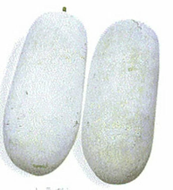 Wax Gourd Seeds - Winter Melon Seeds - Benincasa Hispida - Heirloom Variety - Non-GMO, Full Sun, Vining Plant