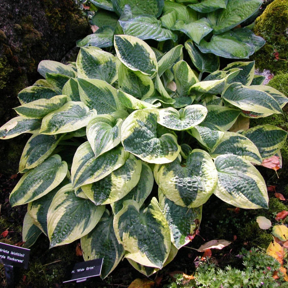 Hosta Plant 2.5" Pot - Wide Brim, Perennial Shade Plant, Hosta sieboldiana 'Wide Brim'
