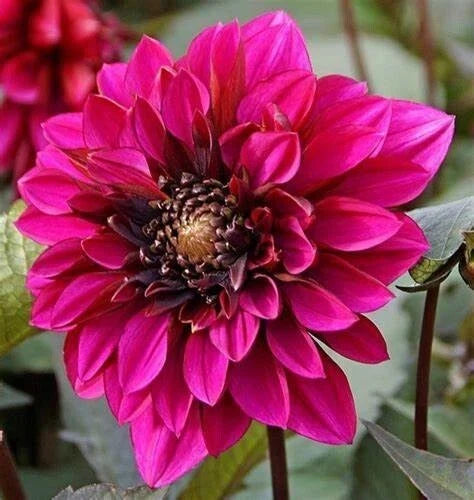 Dahlia ‘Purple Haze’ Live Plant Bulb Tuber - Magenta Pink Red Flowers, 4-6" Blooms, Pollinator Friendly