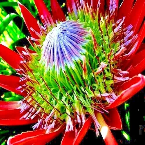 King Protea Seeds - 5 Count - Large 12" Flowers - Protea cynaroides - Exotic Garden Plant for Drought-Tolerant Landscapes