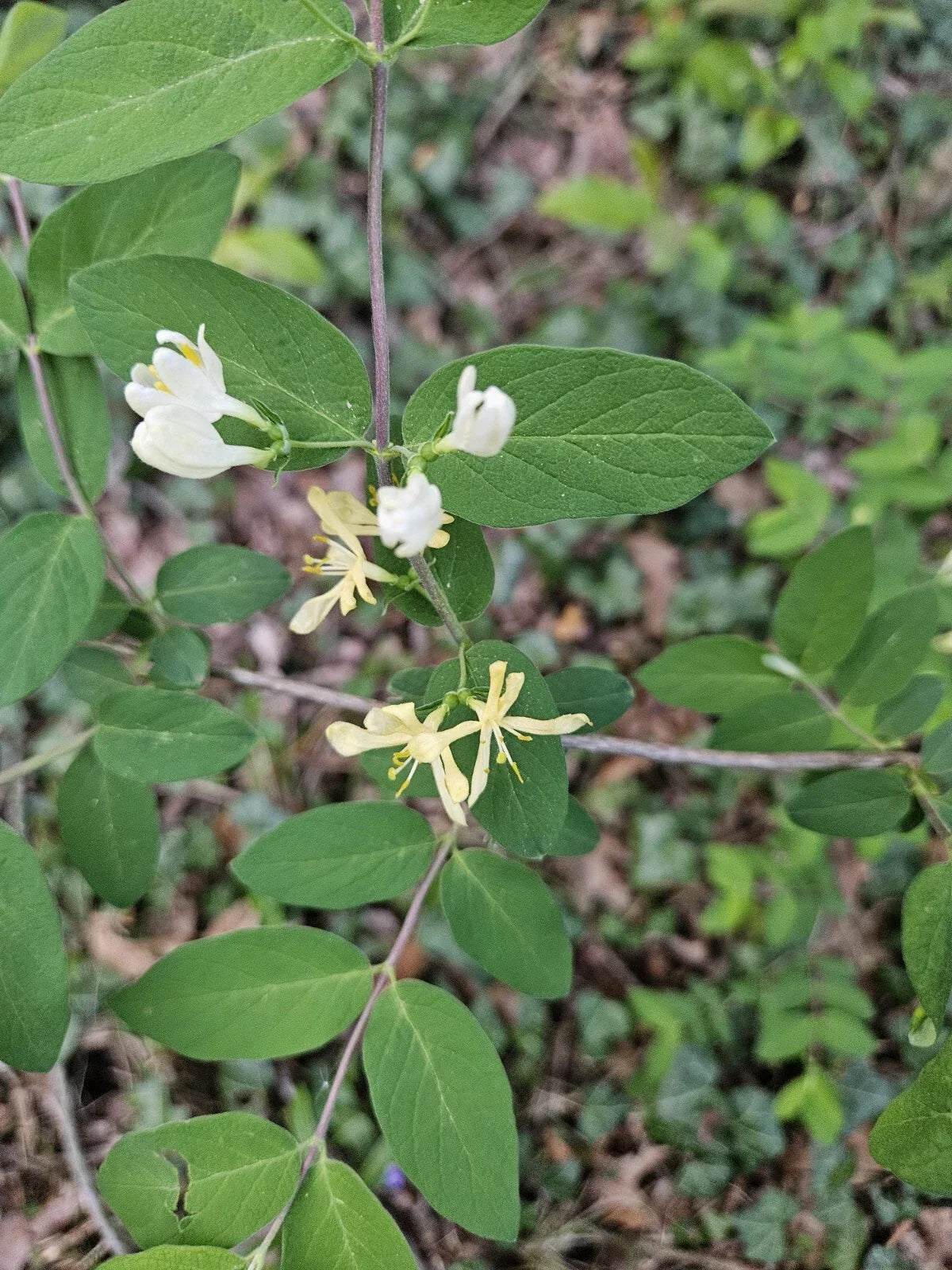 Winter Honeysuckle Shrub Bare Root - Fast Growing, Fragrant Lonicera fragrantissima for Garden