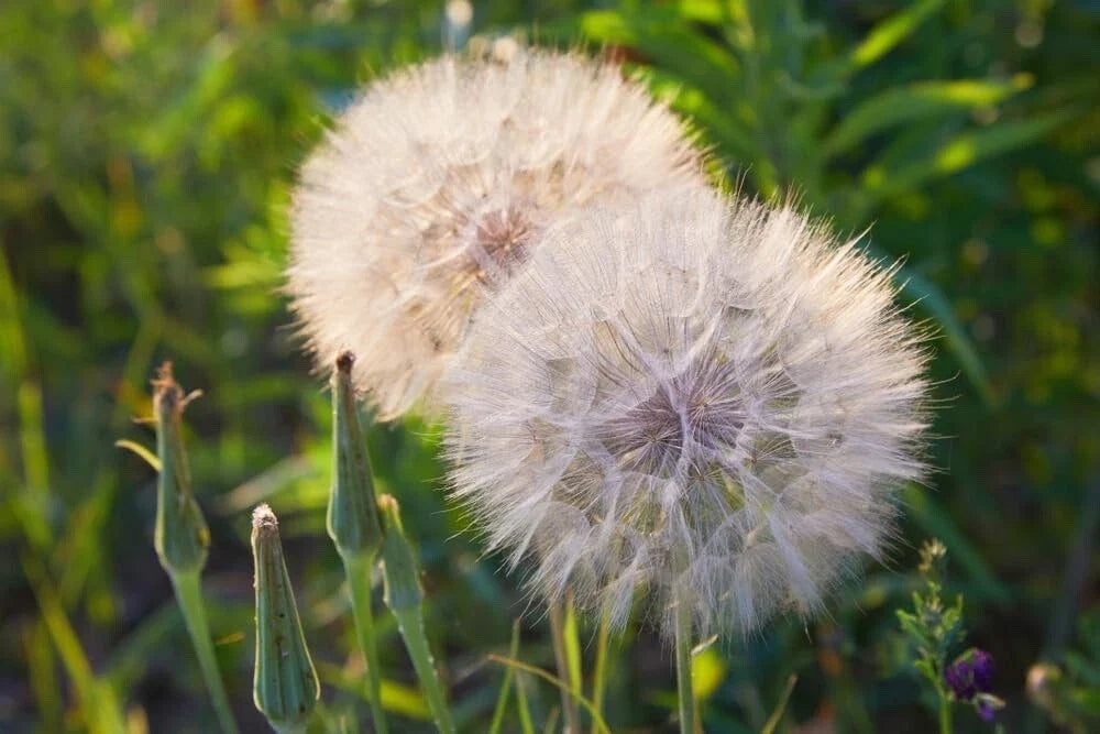 White Salsify Seeds 100 Non-GMO Root Vegetable Tragopogon porrifolius