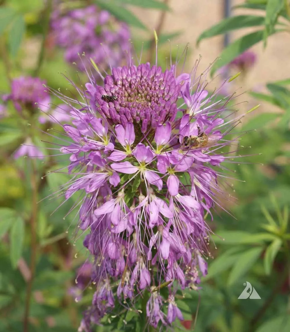 Cleome Seeds - Wildflower Packets - Rocky Mountain Bee Plant, Cleome serrulata - Pollinator-Friendly, Non-GMO, 400 Seeds