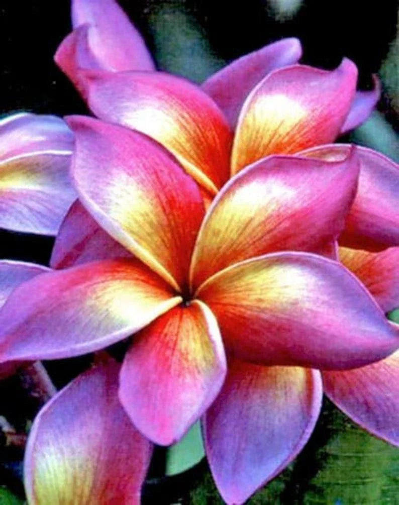 Plumeria Seeds - 5 Bright Pink Yellow Orange Flower Seeds - Tropical Perennial Plant - Frangipani (Plumeria spp.)