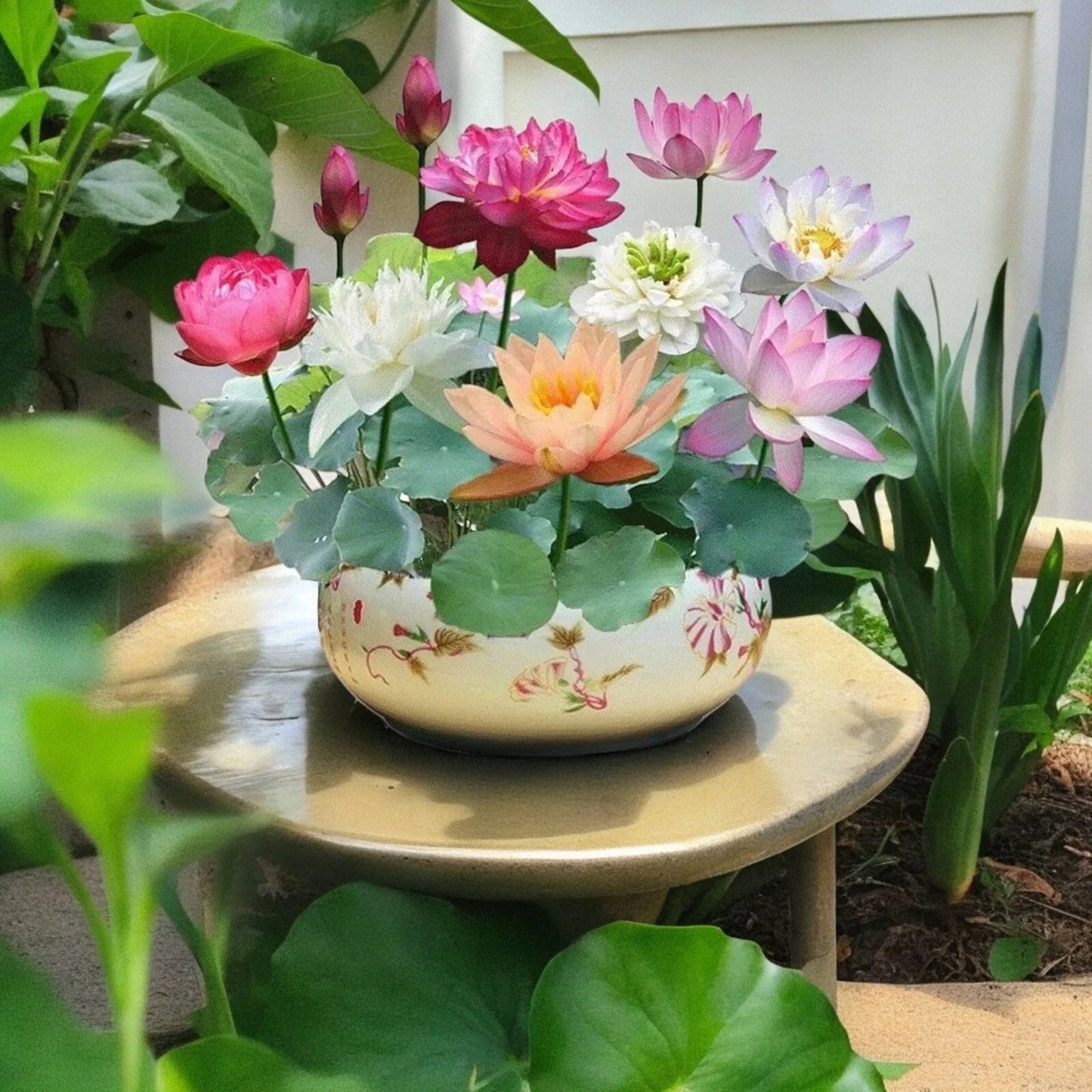 Mixed Color Lotus Seeds - Nelumbo nucifera Water Garden Bonsai Set, 10pcs, Vibrant Flowers for Ponds & Water Features