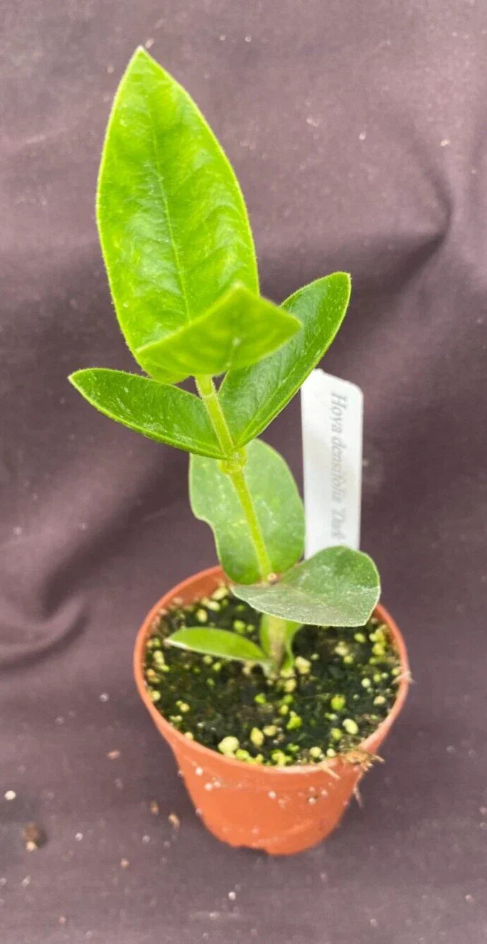 Hoya Densifolia 'Dark' Rooted Plant in 2" Pot – Vining Indoor Plant with Dark Green Foliage