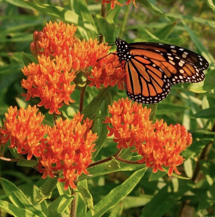 Milkweed Seeds Pack of 100 – Native Wildflower for Monarch Butterfly Attraction – Asclepias spp.