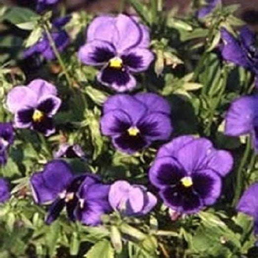 Viola Pansy Seeds - Swiss Giant Ullswater, Colorful Flower Bed, 50 Seeds, Annual, Viola tricolor var. hortensis